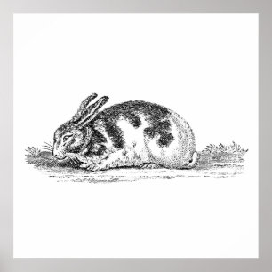 Illustration eines alten Hasen - Hasen aus dem 19. Poster