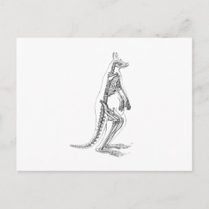 Illustration eines alten Känguruskeletts - 1800er Postkarte