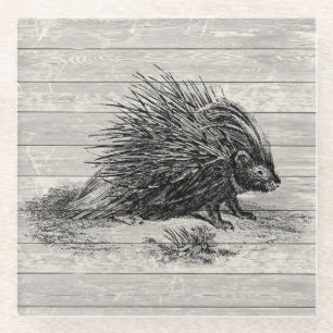 Illustration eines alten Stachelschweins Glasuntersetzer