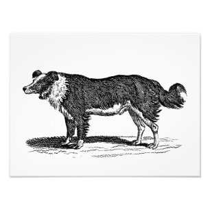 Illustration eines Border Collies aus dem 19. Jahr Fotodruck