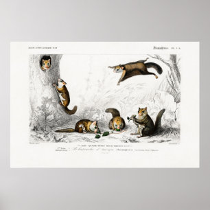 Illustration eines fliegenden Eichhörnchens im Vin Poster