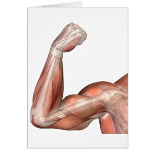 Illustration eines gebogenen Armes, der