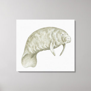 Illustration eines Manatiss (Trichechus SP.) Leinwanddruck