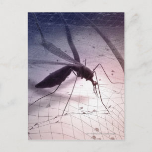Illustration eines Moskitos, das beißt Postkarte