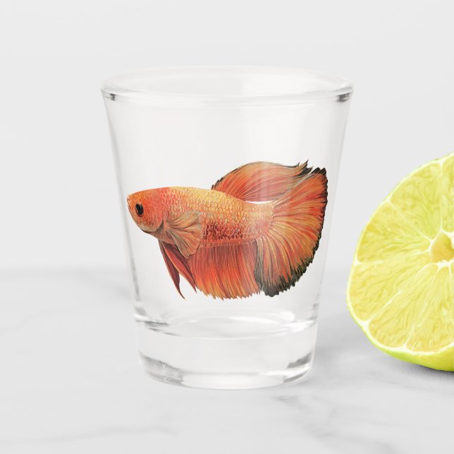 Illustration eines orangefarbenen männlichen Betta Schnapsglas (Vorderseite)