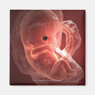 Illustration eines sich entwickelnden Embryos Magnet