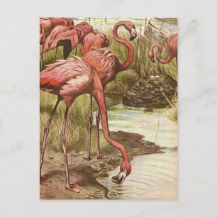 Illustration eines Vintage-Flamingos  Postkarte