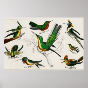 Illustration eines Vintage-Kolibris Poster