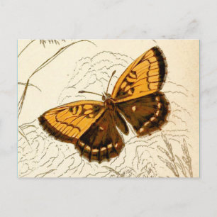 Illustration eines Vintage-Schmetterlings, Gold un Postkarte
