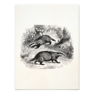 Illustration für Vintage Badger-1800er-Badgers Fotodruck