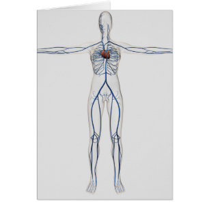 Illustration Médicale : Appareil circulatoire
