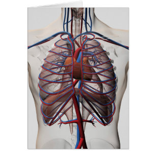 Illustration Médicale De La Poitrine Masculine