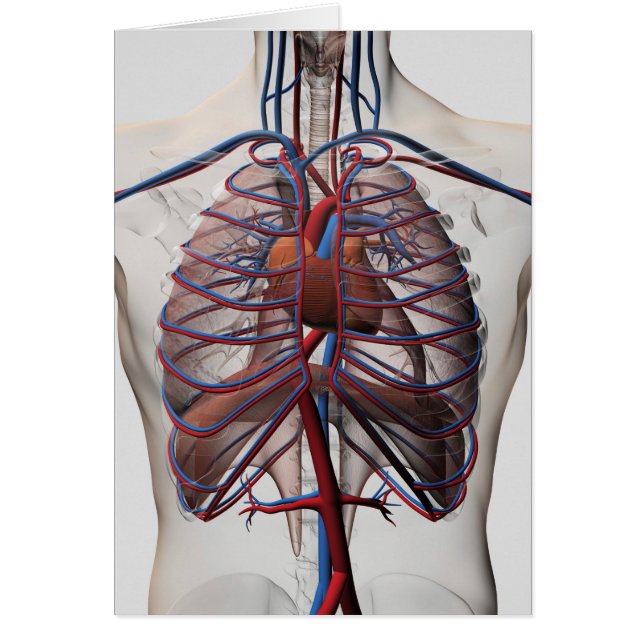 Illustration Médicale De La Poitrine Masculine (Devant)