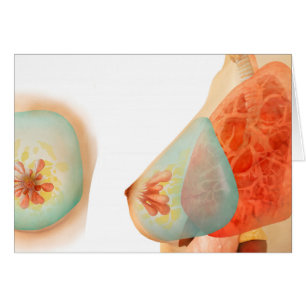 Illustration Médicale de sein femelle
