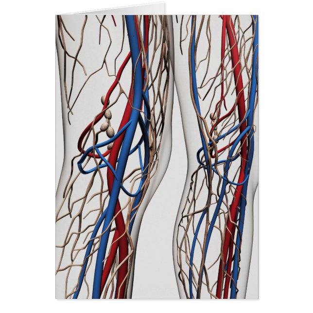Illustration Médicale Des Artères 1 (Devant)