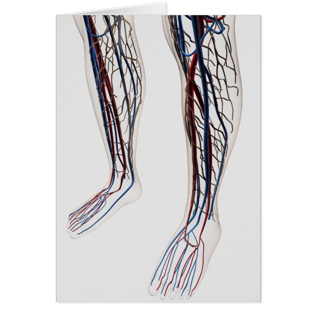 Illustration Médicale Des Artères 3 (Devant)