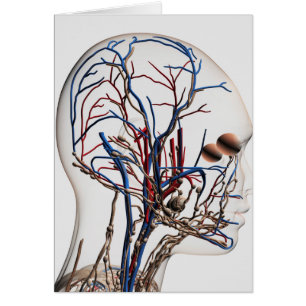 Illustration Médicale Des Artères De Tête 1