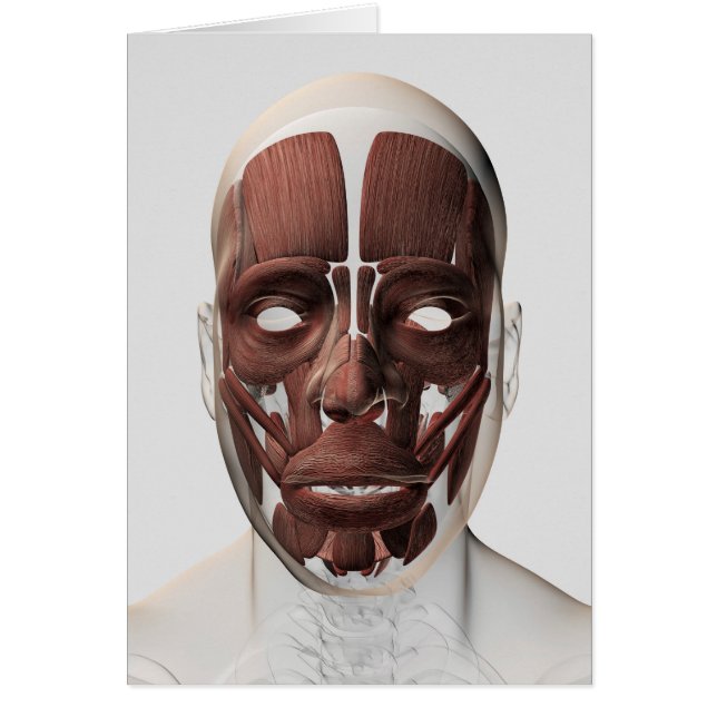 Illustration Médicale Des Muscles Faciaux Hommes (Devant)