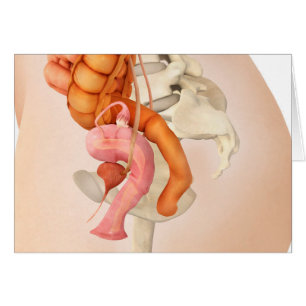 Illustration Médicale Des Organes Génitaux Féminin