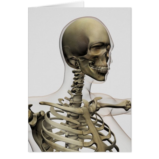 Illustration Médicale Du Crâne D'Une Femme (Devant)