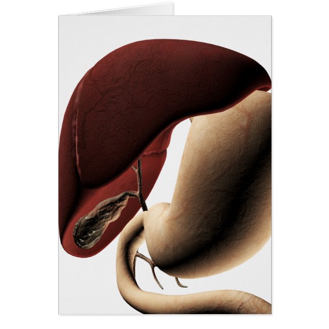 Illustration Médicale Du Foie Et De L'Estomac (Devant)