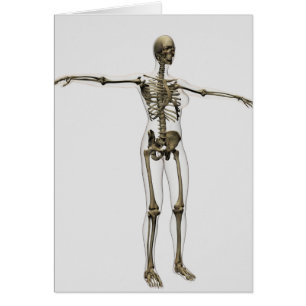 Illustration Médicale Du Squelette Féminin Complet