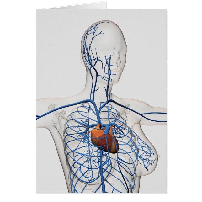 Illustration Médicale Du Système Circulatoire (Devant)