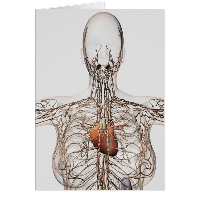 Illustration Médicale Du Système Lymphatique Fémin (Devant)