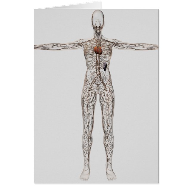 Illustration Médicale Du Système Lymphatique Fémin (Devant)