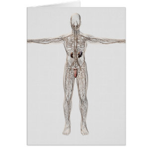 Illustration Médicale Du Système Lymphatique Homme