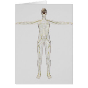 Illustration Médicale Du Système Nerveux Humain