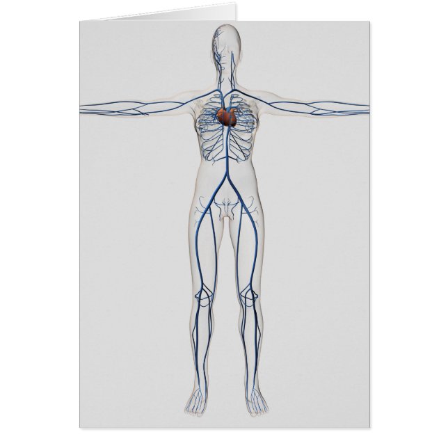 Illustration Médicale : Système circulatoire fémin (Devant)