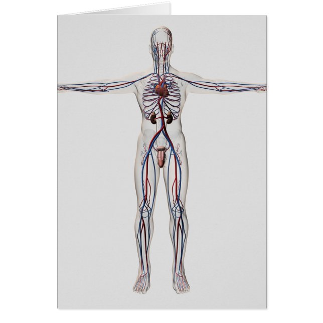 Illustration Médicale : Système de reproduction ma (Devant)