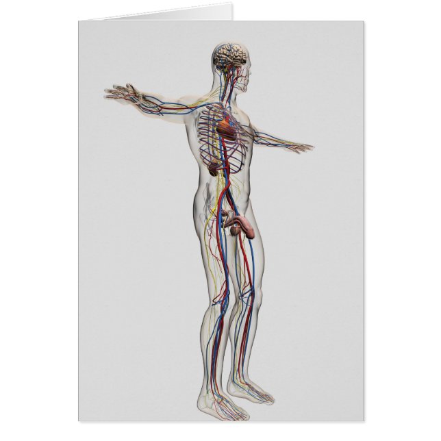 Illustration Médicale : Système de reproduction ma (Devant)