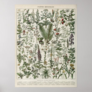 Illustration Medizinischer Pflanzen Vintage-Druck Poster