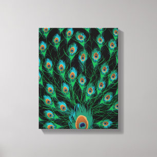 Illustration mit Pfau-Federn auf Schwarzem Leinwanddruck