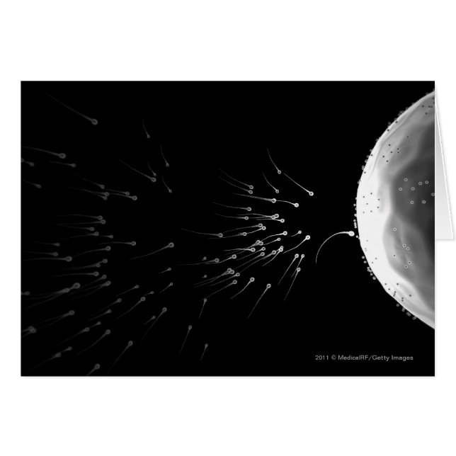 Illustration noire et blanche de la fertilisation (Devant horizontal)