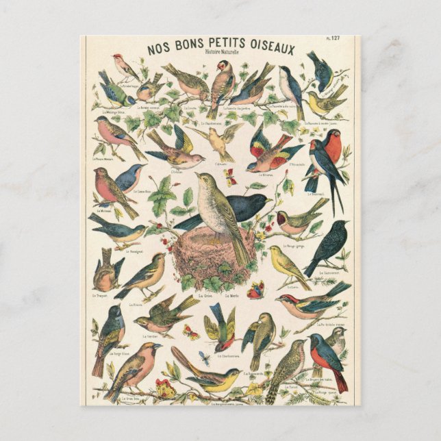 Illustration nos bons petits oiseaux postkarte (Vorderseite)