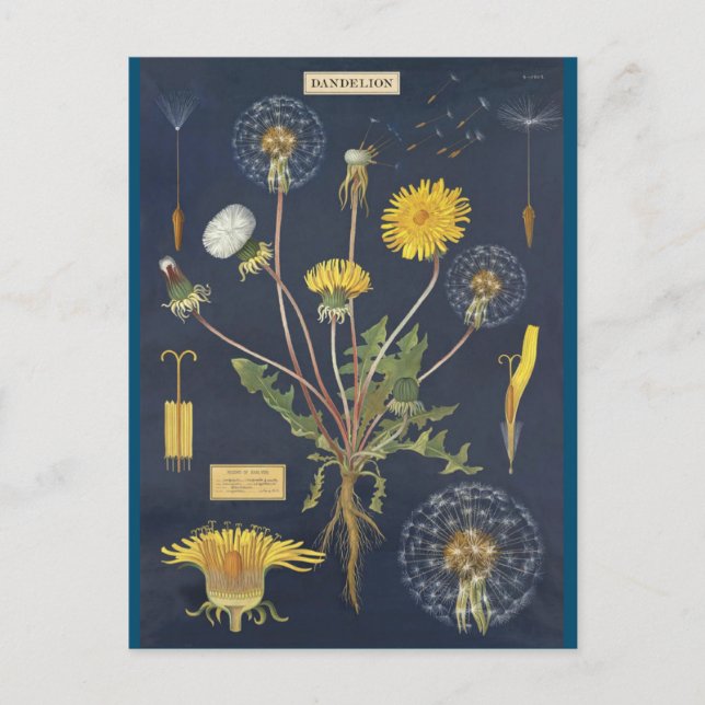 Illustration pissenlit postkarte (Vorderseite)