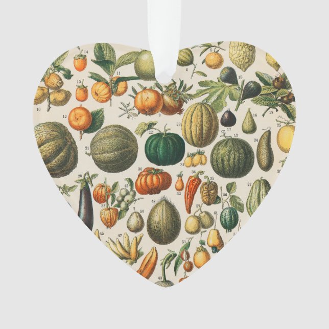 Illustration scientifique végétale des fruits (devant)