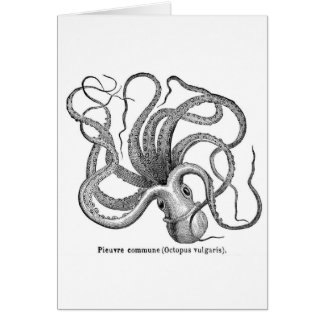 Illustration scientifique vintage de poulpe