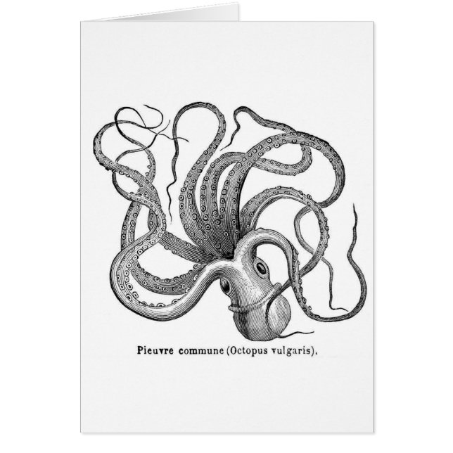 Illustration scientifique vintage de poulpe (Devant)