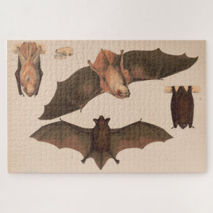Illustration Vintag Flying Bat (1874)