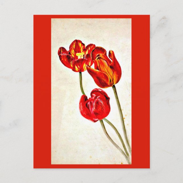 Illustration Vintage Carte Postale-Beatrix Potter  (Devant)