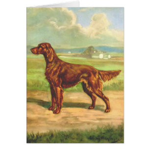 Illustration vintage - chien de poseur irlandais,
