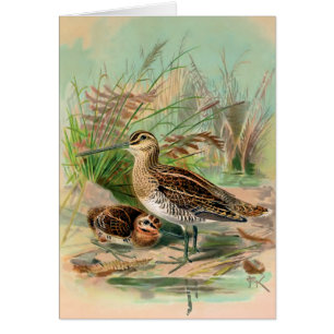 Illustration vintage commune d'oiseau de Snipe