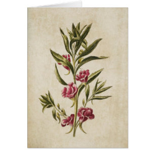 Illustration vintage de Balsam végétal