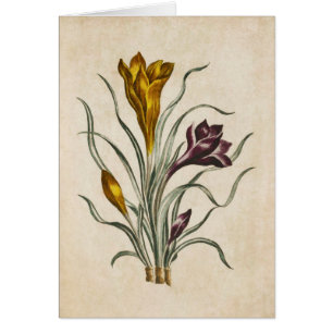 Illustration vintage de Crocus floral botanique