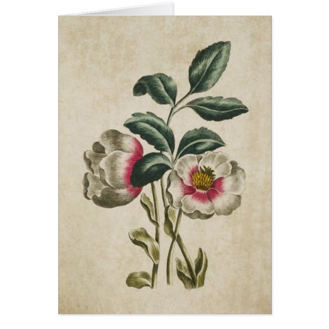 Illustration vintage de Hellebore Floral Botanique (Devant)