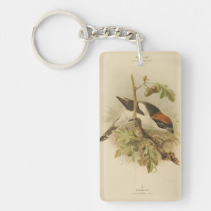 Illustration vintage de Woodchat Shrike